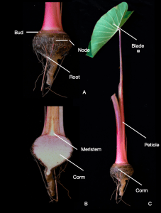 Taro dissection